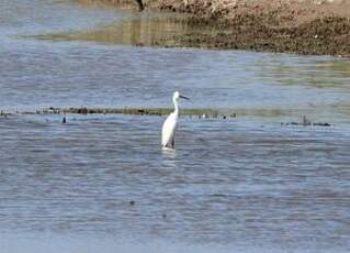 Aigrette garzette