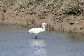 Aigrette garzette