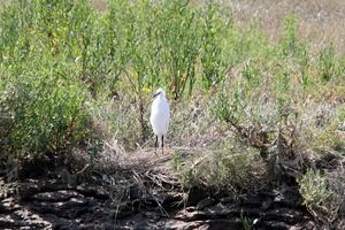 Aigrette garzette