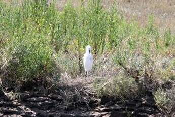 Aigrette garzette