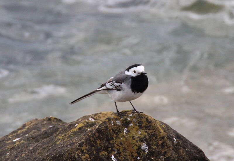 White Wagtail