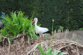 White Stork