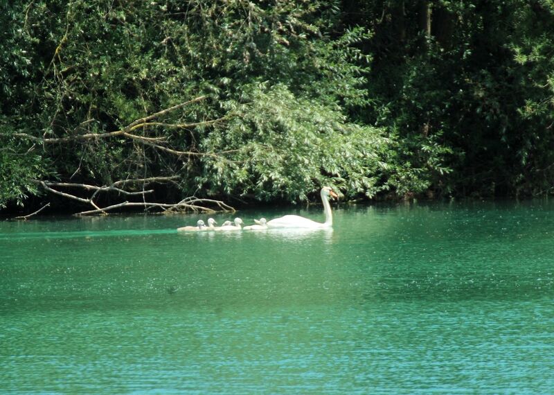 Mute Swan