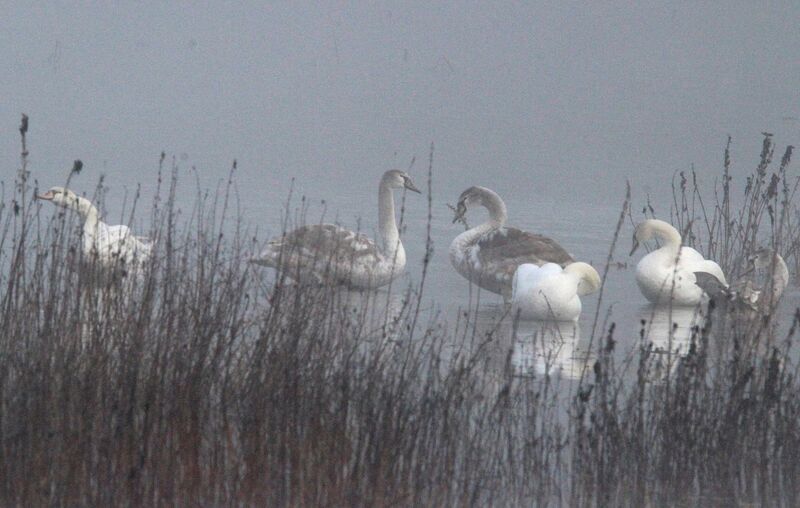 Mute Swan