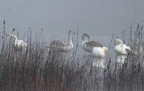 Cygne tuberculé