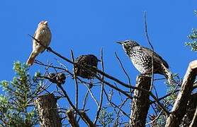 Common Starling