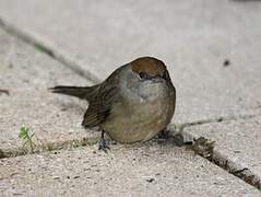 Eurasian Blackcap