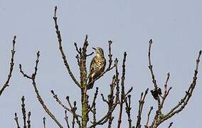 Song Thrush