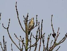 Song Thrush