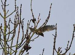 Song Thrush