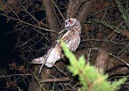 Long-eared Owl