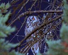 Long-eared Owl