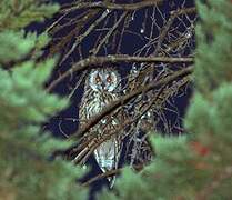 Long-eared Owl