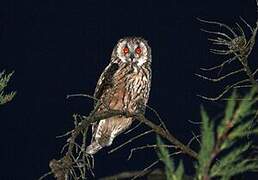 Long-eared Owl