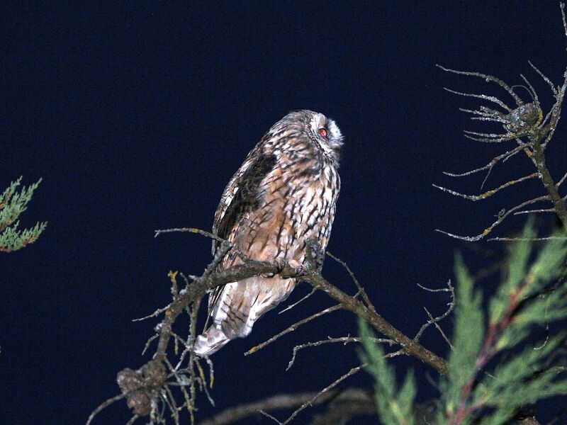 Long-eared Owl