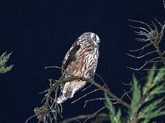 Long-eared Owl