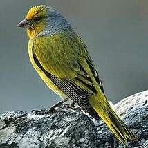 Serin du Cap