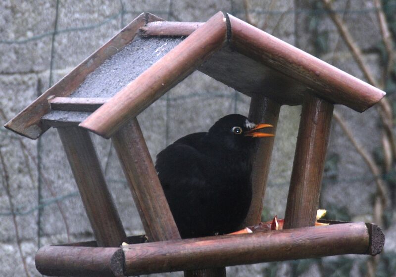 Common Blackbird