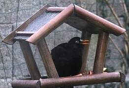 Common Blackbird