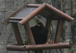 Common Blackbird