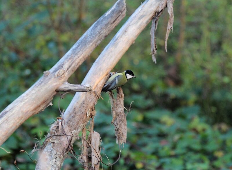 Mésange charbonnière