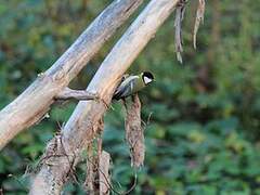 Great Tit