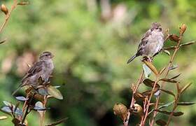 House Sparrow