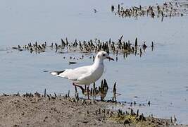 Mouette rieuse