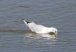 Mouette rieuse