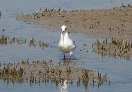 Mouette rieuse