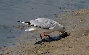 Mouette rieuse