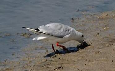 Mouette rieuse