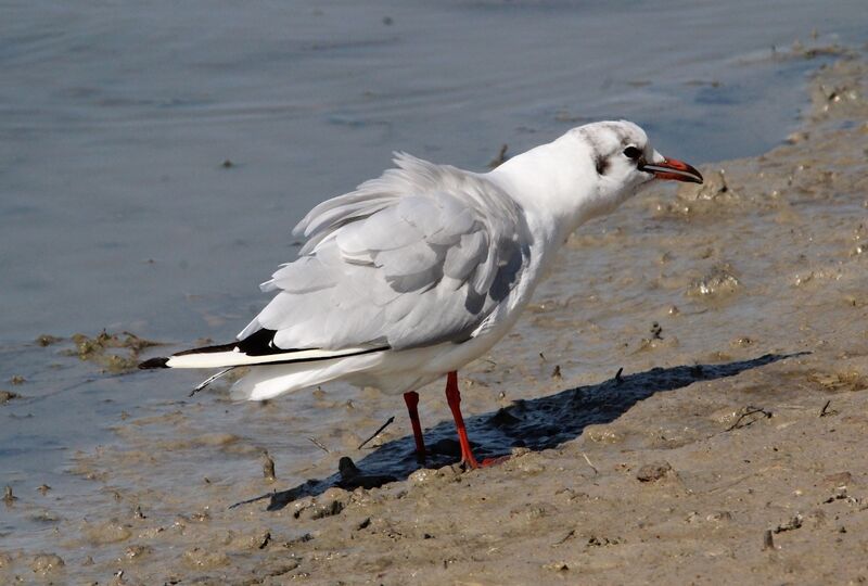 Black-headed Gull