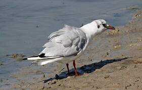 Mouette rieuse