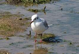 Mouette rieuse