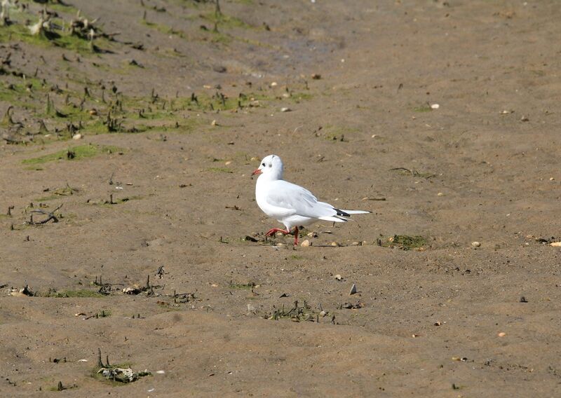 Black-headed Gull