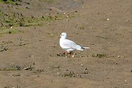 Black-headed Gull