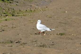 Mouette rieuse