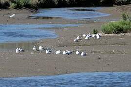 Black-headed Gull