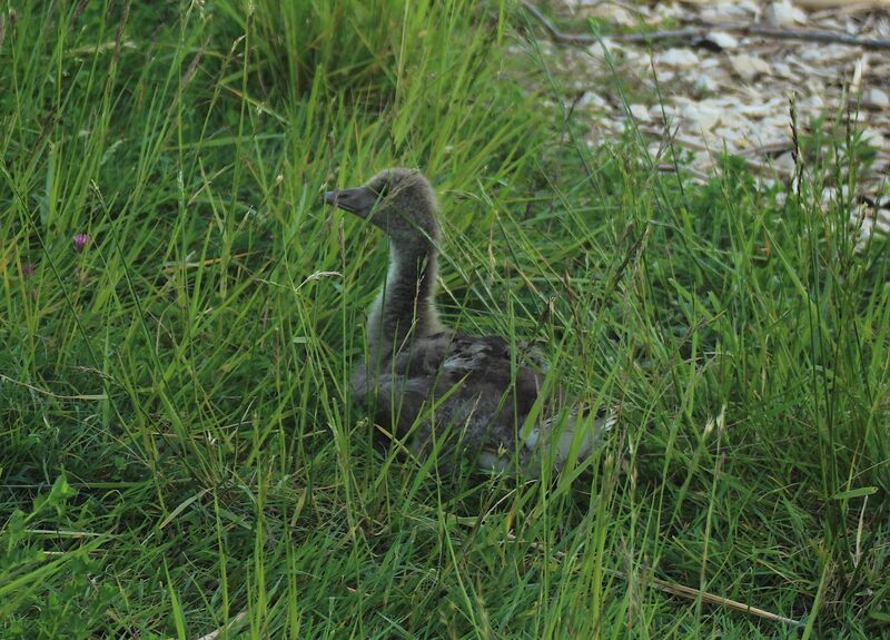 Taiga Bean Goose