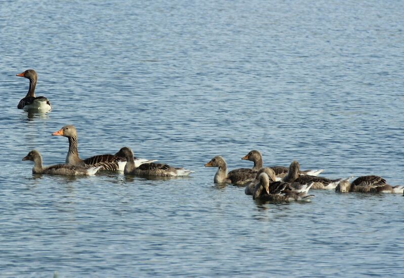 Taiga Bean Goose