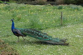 Indian Peafowl