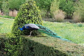 Indian Peafowl