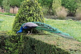 Indian Peafowl