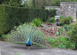 Indian Peafowl