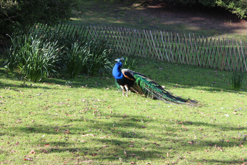 Indian Peafowl