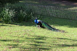 Indian Peafowl