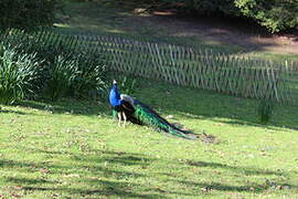 Indian Peafowl