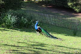 Indian Peafowl