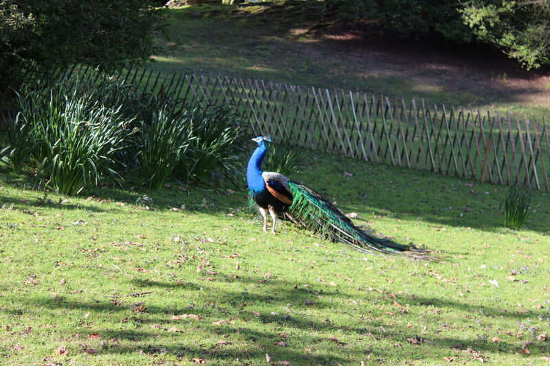 Indian Peafowl